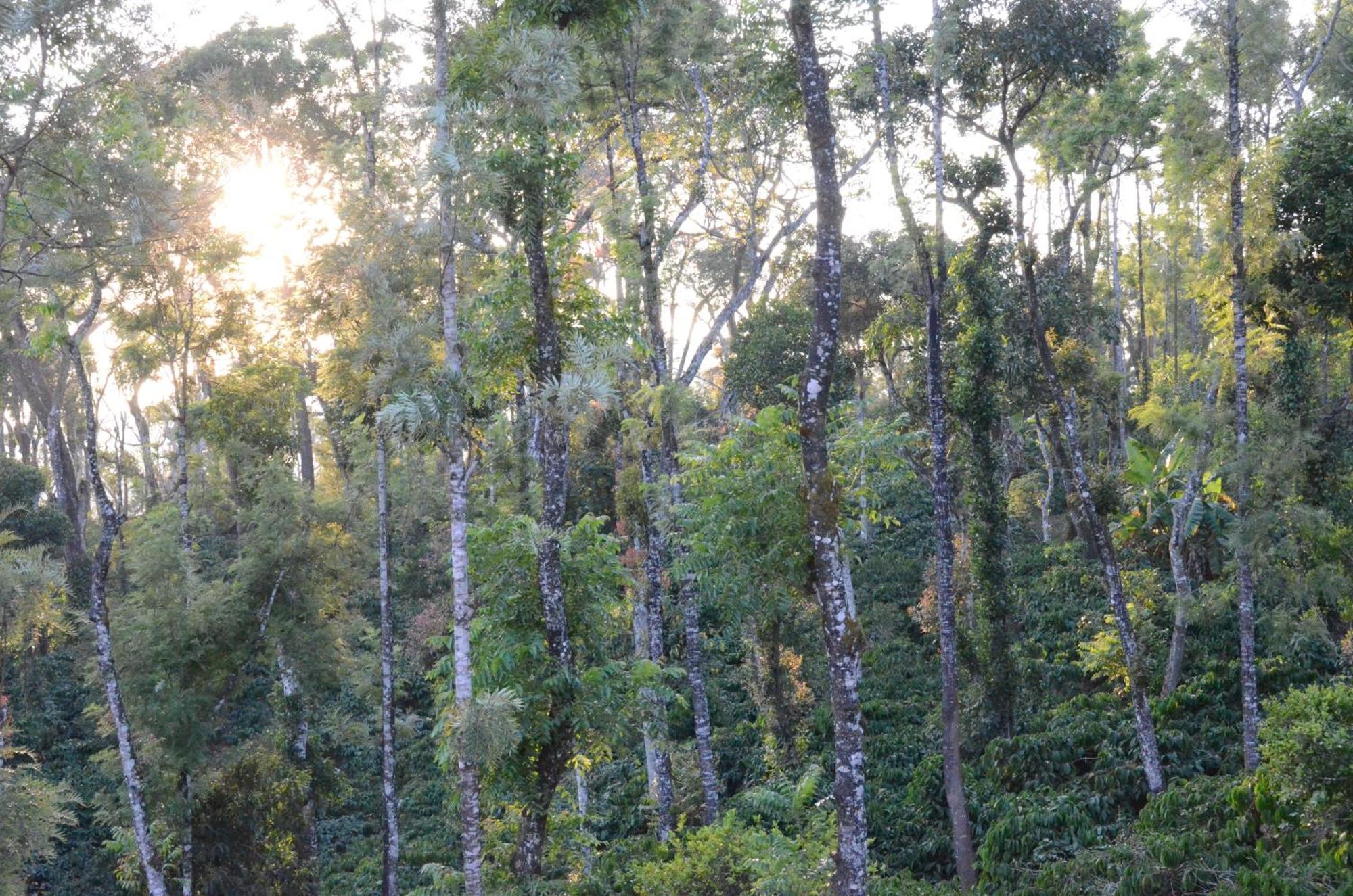 Ibbanicadu Estate