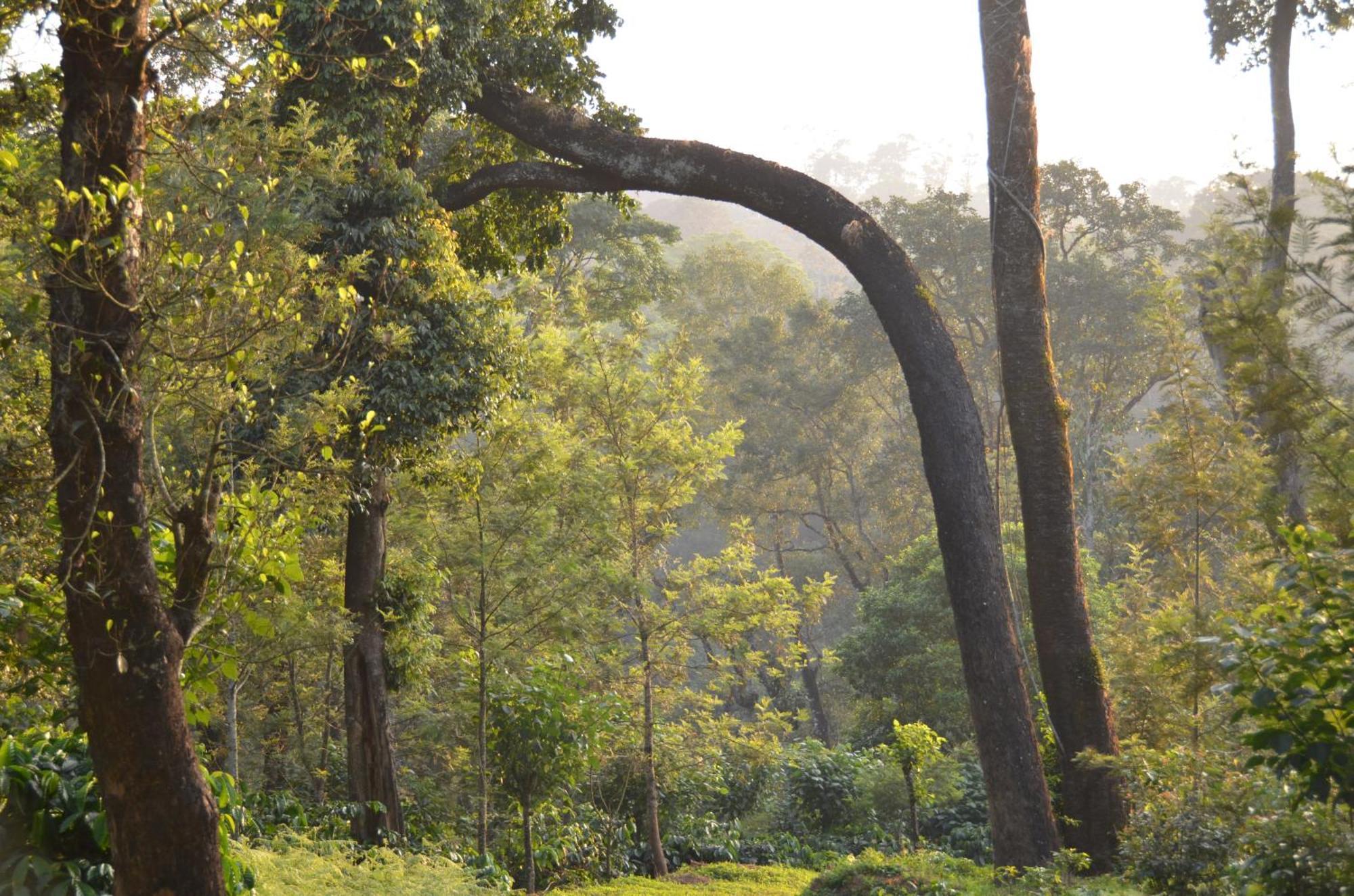 Homestay Ibbanicadu Estate Madikeri